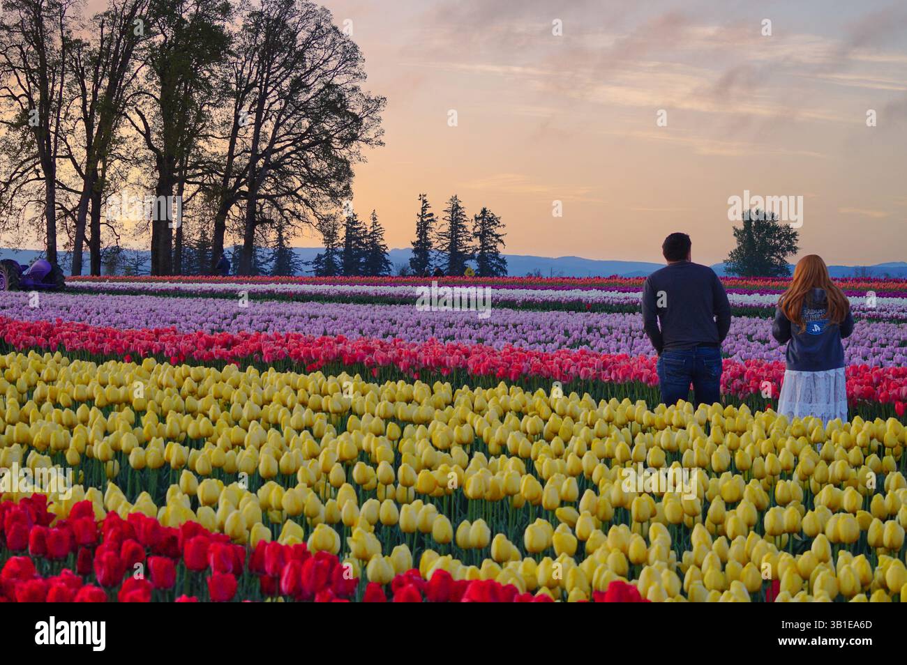 Das jährliche Tulip fest auf der Wooden Shoe Tulip Farm in Woodburn, Oregon, besuchen jedes Jahr Tausende von Besuchern das fest und genießen die vielen A Stockfoto
