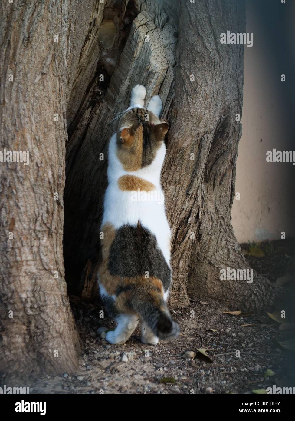 Katze kratzt am Baum im Park am Morgen Stockfoto