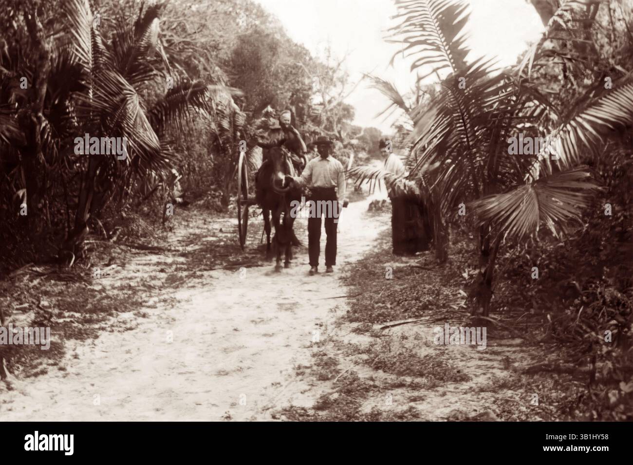 Die Straße nach Palm Beach im Südosten Floridas im späten 19. Oder frühen 20. Jahrhundert. (USA) Stockfoto