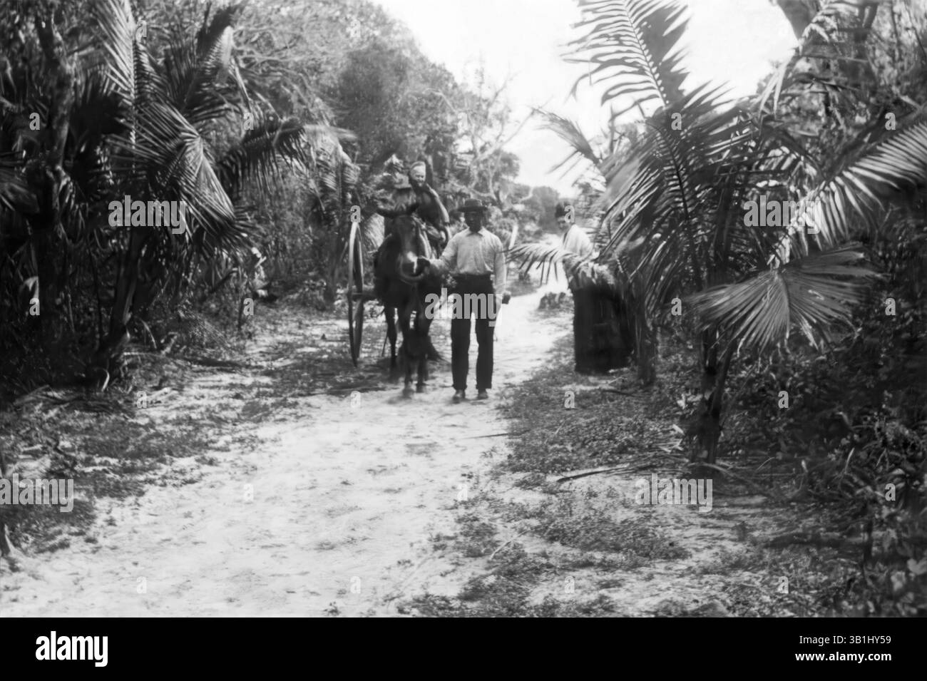 Die Straße nach Palm Beach im Südosten Floridas im späten 19. Oder frühen 20. Jahrhundert. (USA) Stockfoto