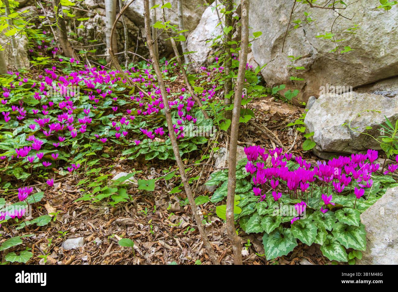 Cyclamen purpurascens (Purple Cyclamen), die im Habitat des Felsenwaldes in Paklenica, Kroatien angebaut werden Stockfoto