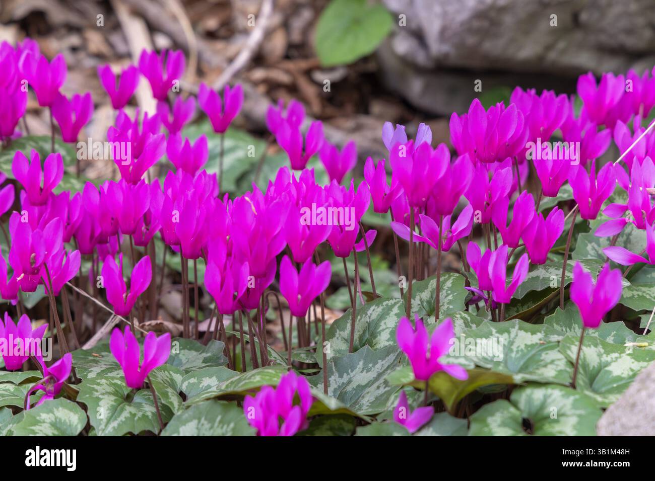 Cyclamen purpurascens (Purple Cyclamen), die im Habitat des Felsenwaldes in Paklenica, Kroatien angebaut werden Stockfoto