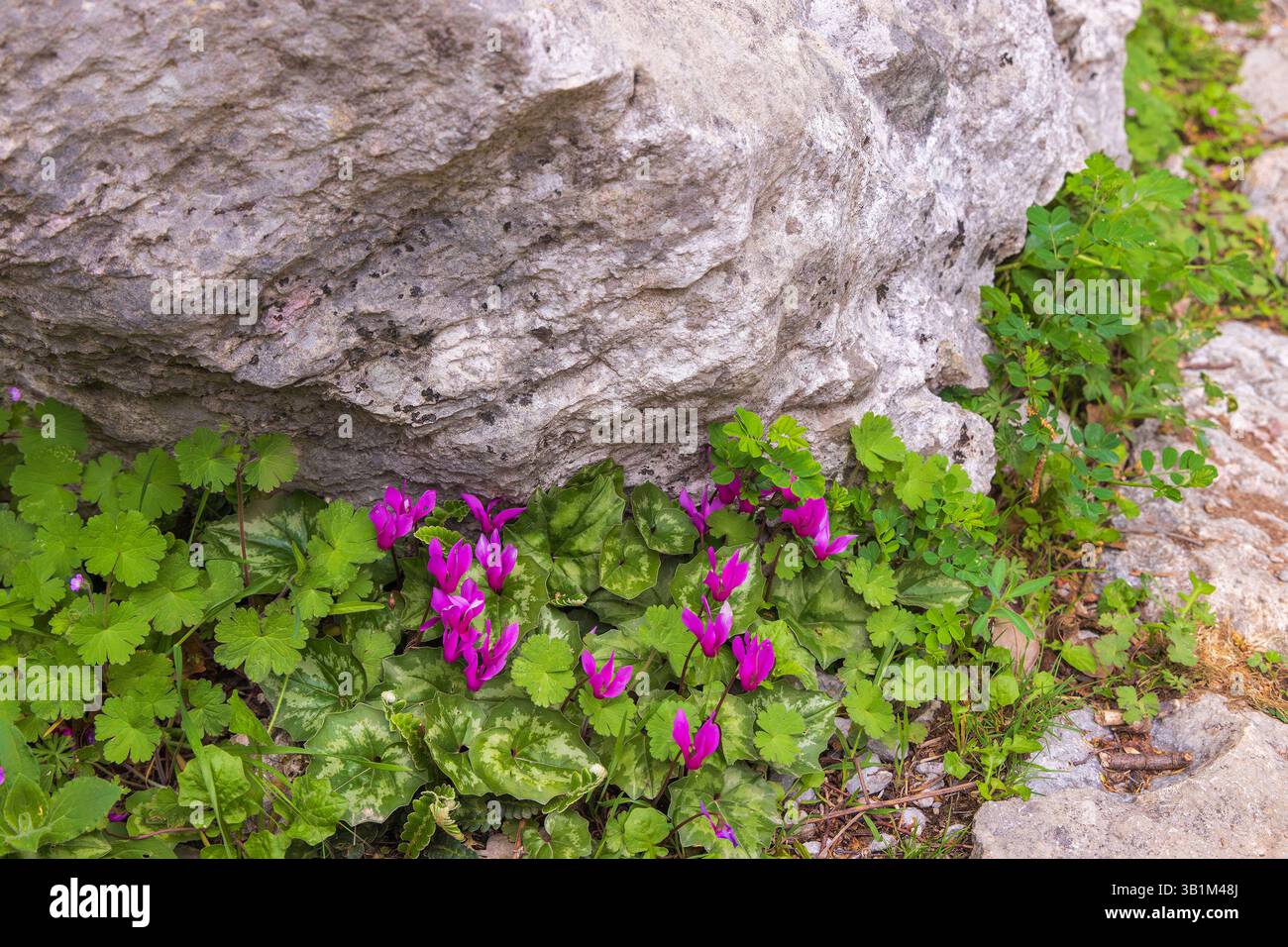 Cyclamen purpurascens (Purple Cyclamen), die im Habitat des Felsenwaldes in Paklenica, Kroatien angebaut werden Stockfoto