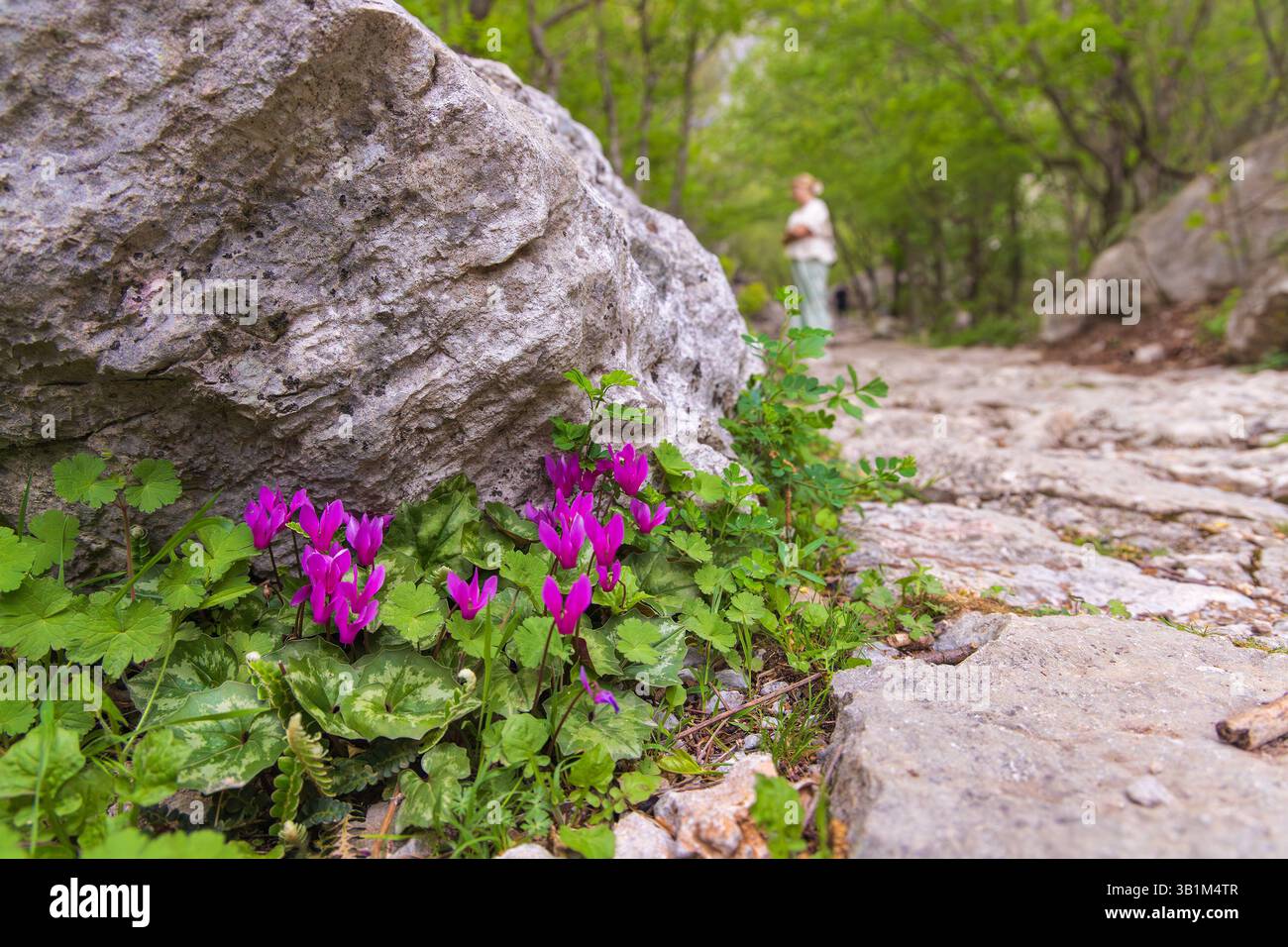 Cyclamen purpurascens (Purple Cyclamen), die im Habitat des Felsenwaldes in Paklenica, Kroatien angebaut werden Stockfoto
