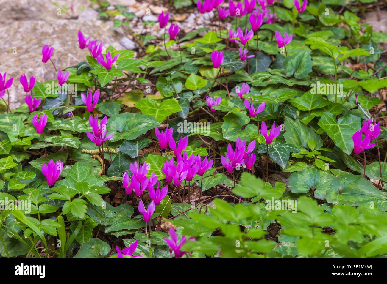 Cyclamen purpurascens (Purple Cyclamen), die im Habitat des Felsenwaldes in Paklenica, Kroatien angebaut werden Stockfoto