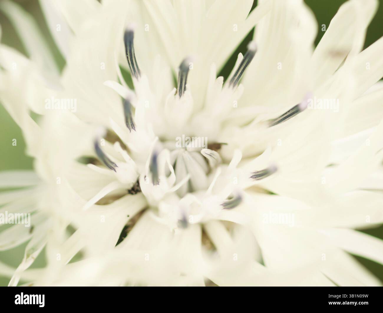 Abstrakte Makroaufnahme einer schönen weißen Knabenkraut-Blume. Floraler Hintergrund mit weichem, selektivem Fokus, geringe Schärfentiefe Stockfoto