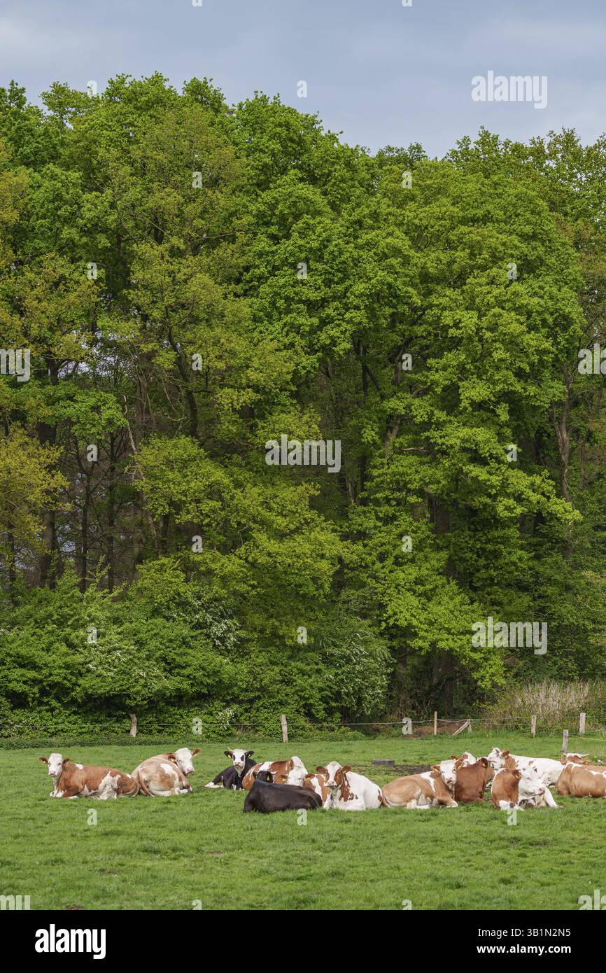 Kühe, die auf einer großen Wiese vor einem Wald liegen, weseke, münsterland, deutschland Stockfoto