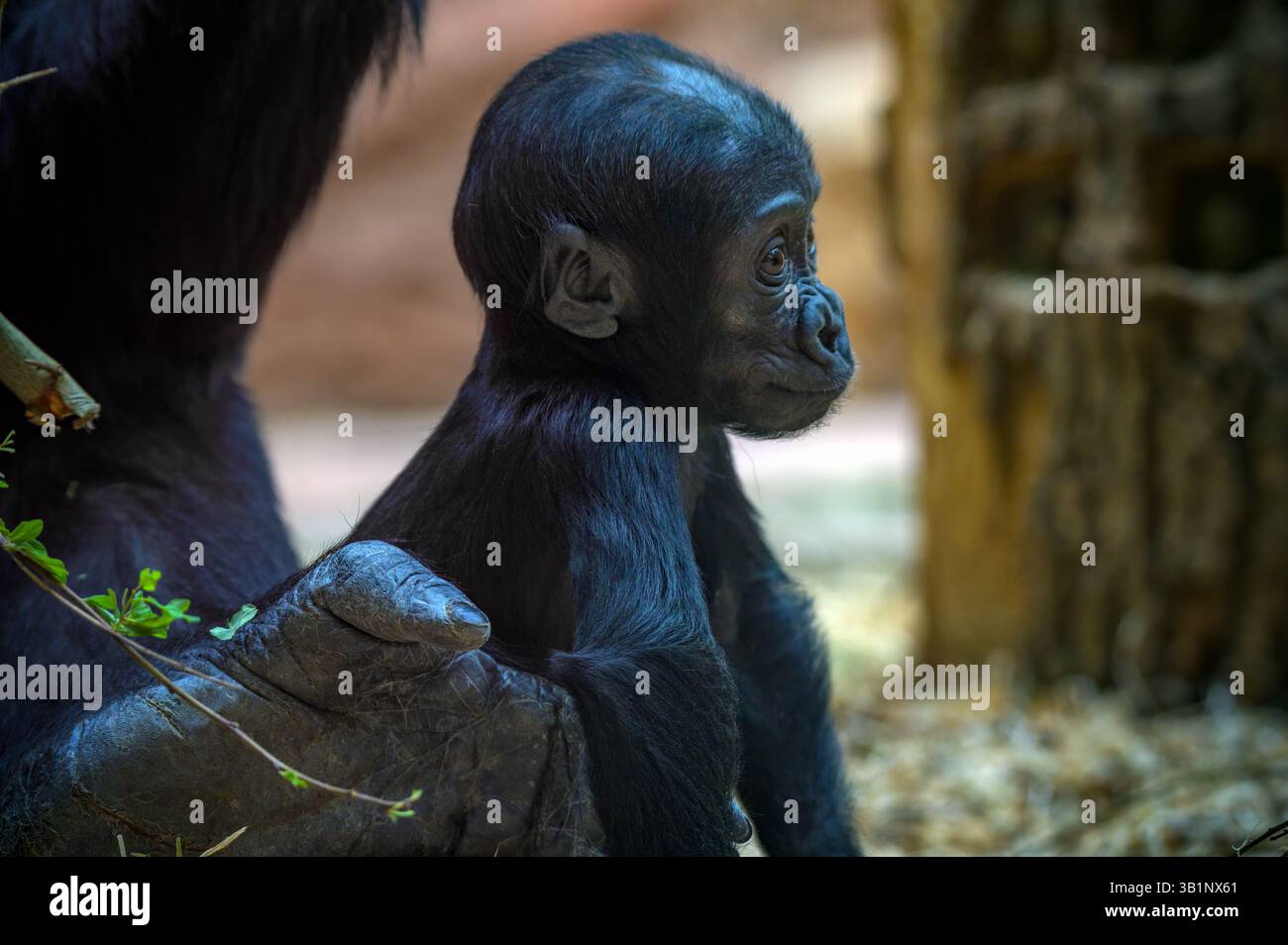 Western Lowland Gorilla Baby Stockfoto