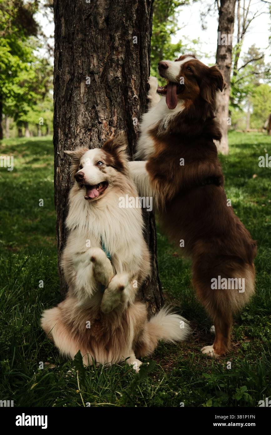 Red Trikolore Australian Shepherd und merle Border Collie posieren spielerisch an einem Baum in einem Waldpark. Ein Hund steht mit Pfoten auf dem Rumpf, während der o Stockfoto