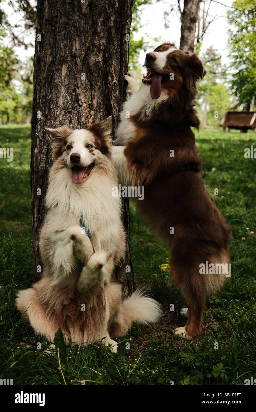 Red Trikolore Australian Shepherd und merle Border Collie posieren spielerisch an einem Baum in einem Waldpark. Ein Hund steht mit Pfoten auf dem Rumpf, während der o Stockfoto