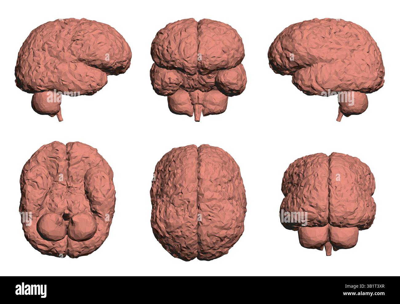 Eine Serie von sechs verschiedenen Gehirnmodellen, alle rot. Die Modelle haben alle verschiedene Größen und Formen, aber sie haben alle eine ähnliche Textur und c Stock Vektor