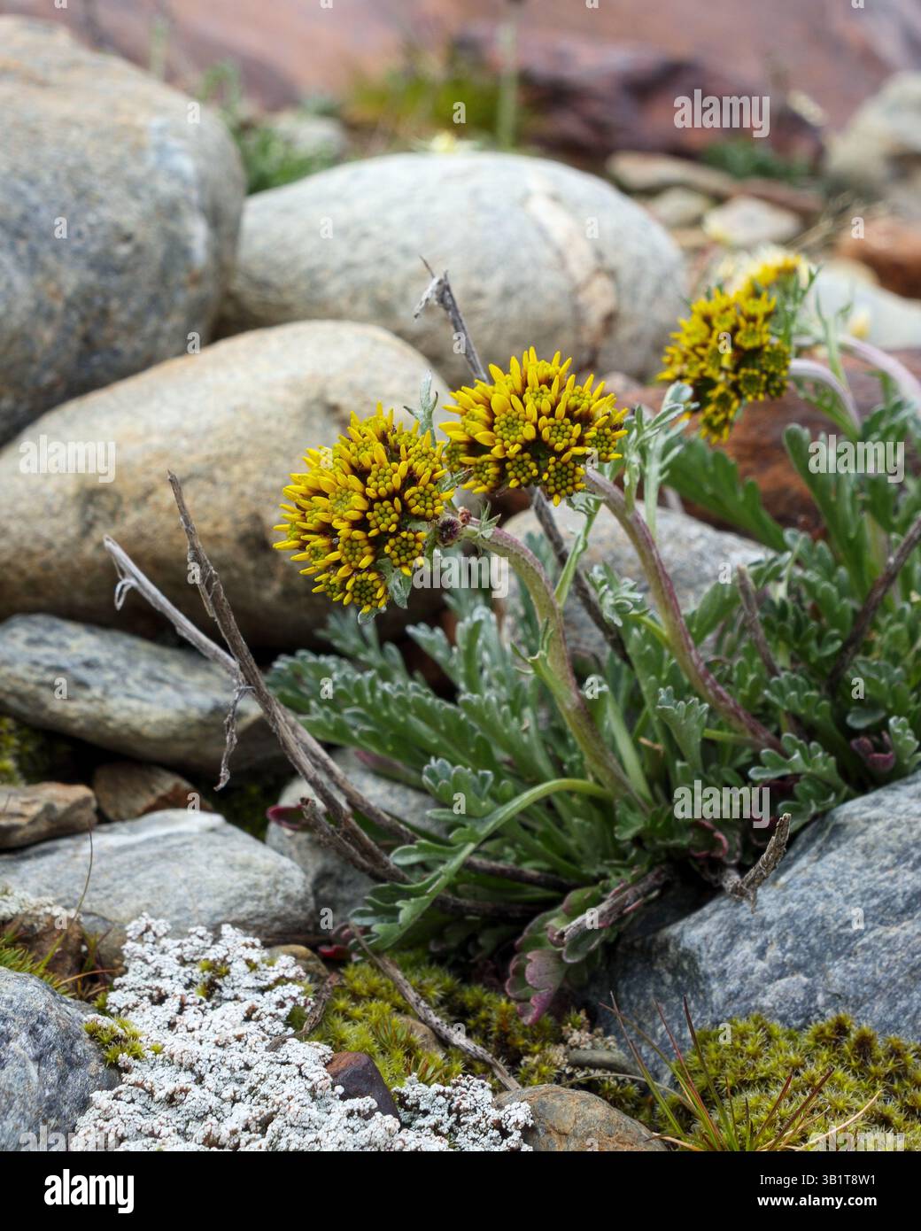 Senecio incanus Alpenpflanze auf glazialen Moränengesteinen des Forni-Gletschers. Valfurva. Lombardea. Italienische Alpen. Europa. Stockfoto