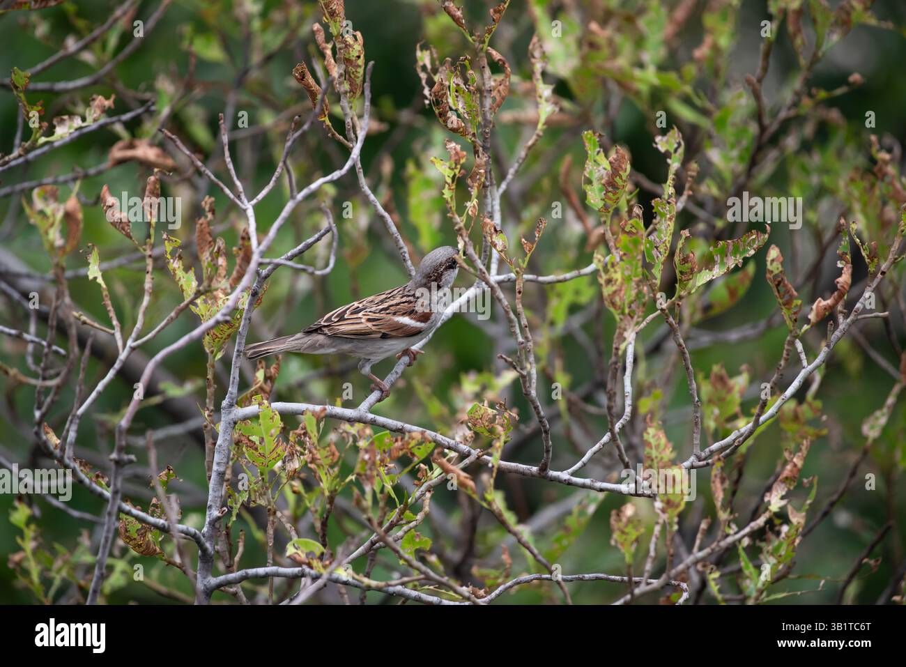 Vogel (House Sparrow, Passer domesticus) Männchen hellere schwarze, weiße und braune Markierungen auf einem Baum in einer wilden Natur Stockfoto