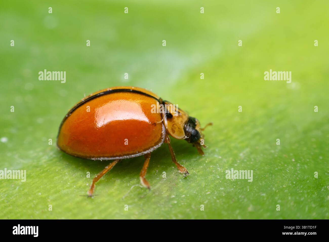 Makro von Käfer-Insekten (Marienkäfer) orange und Punkt schwarz Farbe nah auf dem grünen Blatt oder lassen Sie in der Natur Stockfoto