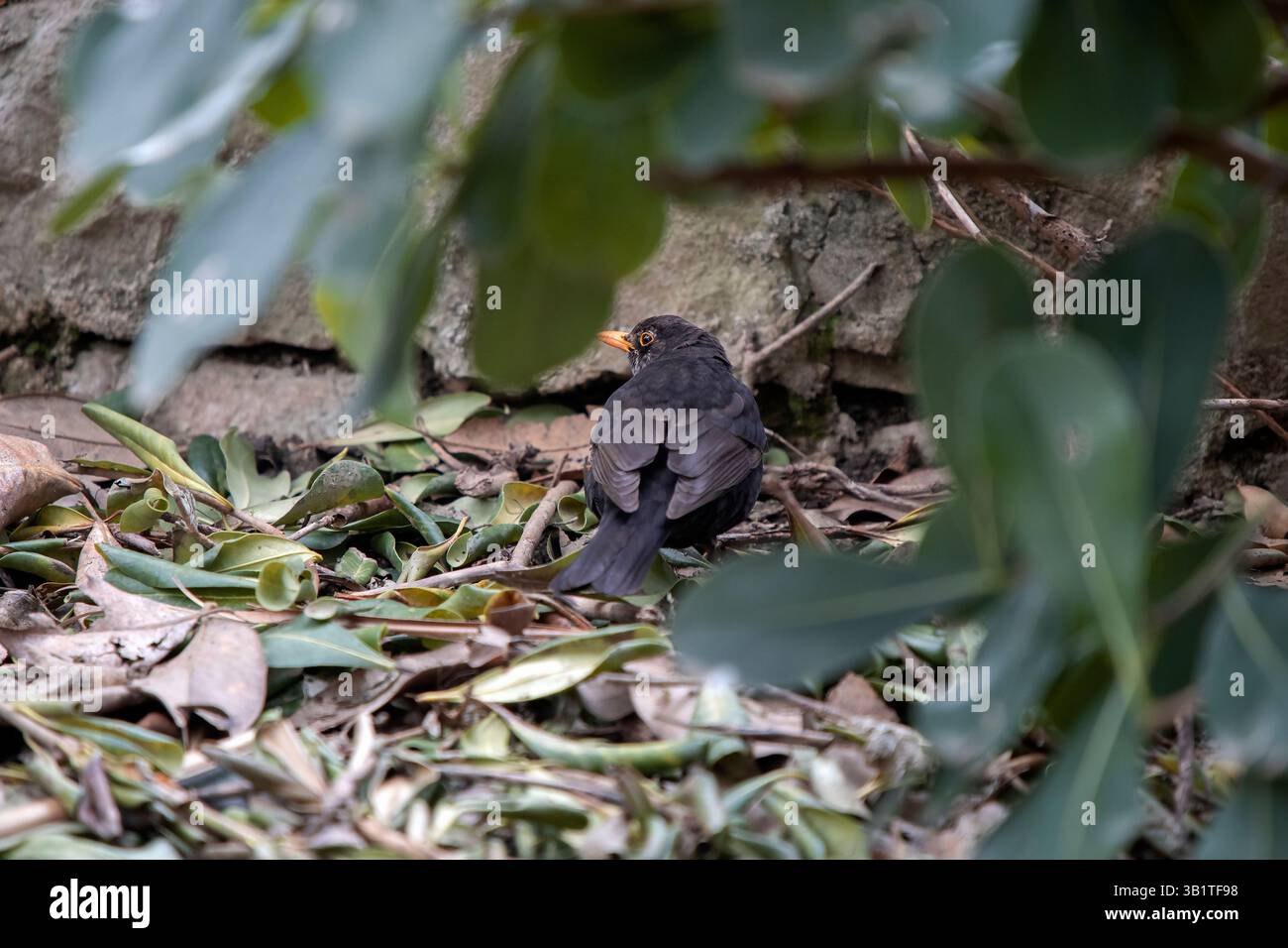 Ein Blackird im Hinterhof Stockfoto