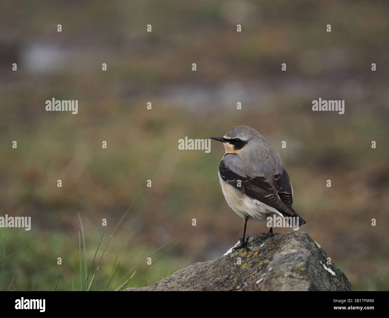 Wheatear in einer ihrer Brutgebiete, Moorland. Stockfoto