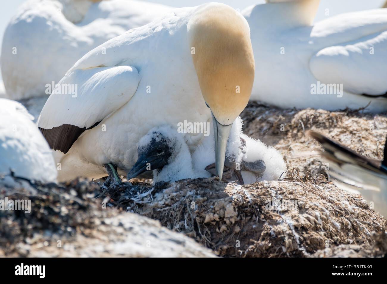 Australasian Tölpel, Morus Serrator, Nistgebiet, Nest, Sorrent, Australien Stockfoto