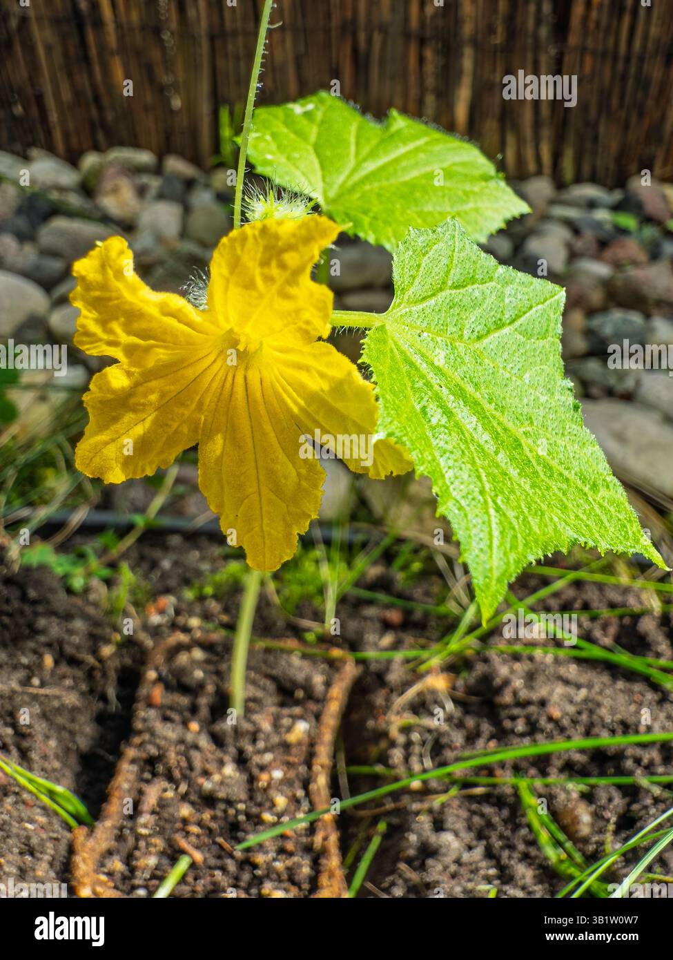Junge Gurkenpflanze im biologisch abbaubaren Topf vor hölzernem Zaunhintergrund. Urbanes Mikrogartenkonzept, umweltfreundliches Anpflanzen, hausgemachtes Gemüse - Smartphone-aufgenommenes Stockfoto