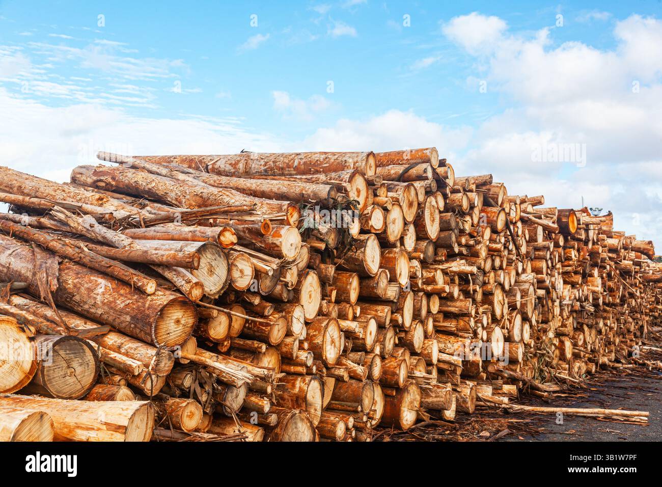 Holzstämme wurden für den Transport vorbereitet und gelagert. Stockfoto
