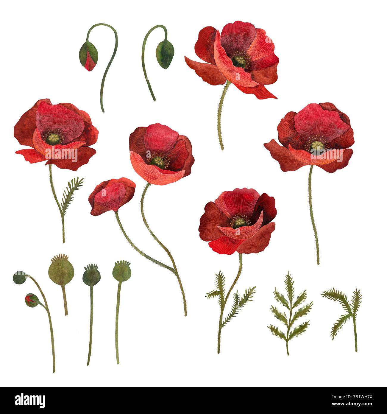 Rote Mohnblume mit Blumenblume. Isoliertes Mohndarstellungselement. Roter Mohn in Aquarelltechnik, funkelnd mit hellen Blütenblättern. Roter Mohn flo Stockfoto