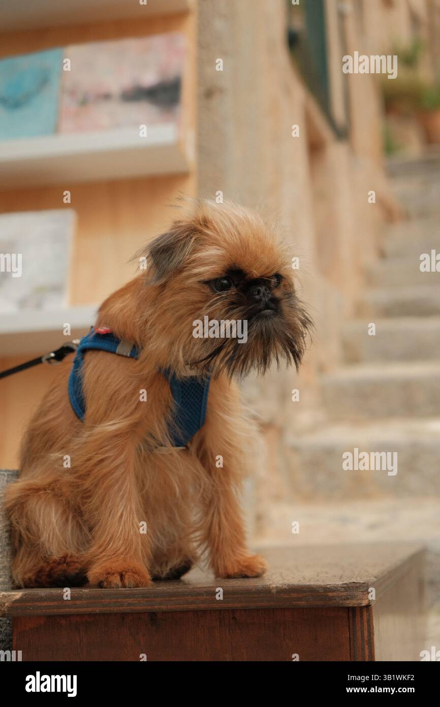 Brüsseler Greifhund mit blauem Gurtzeug, der auf Steintreppen in einer mediterranen Dorfstraße sitzt. Stockfoto