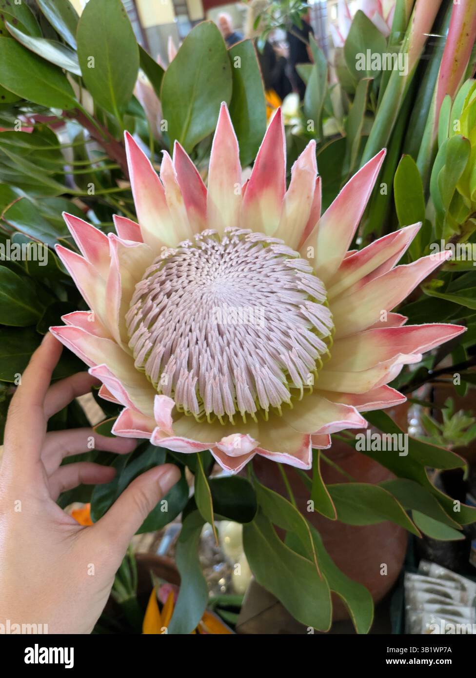 Protea-Blüte mit weiblicher Hand Stockfoto
