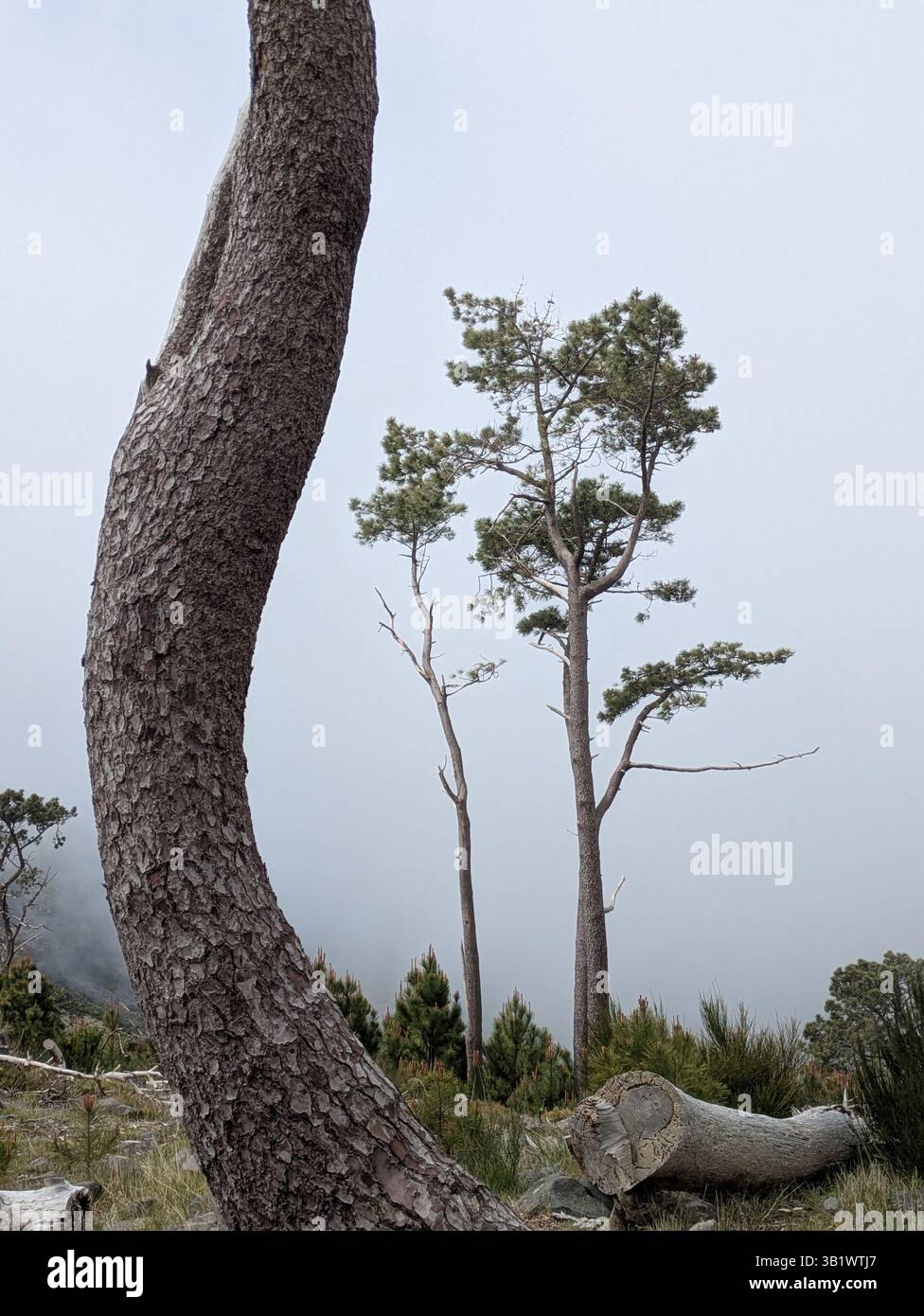 Gebogener Baum auf einem nebeligen Berg Stockfoto