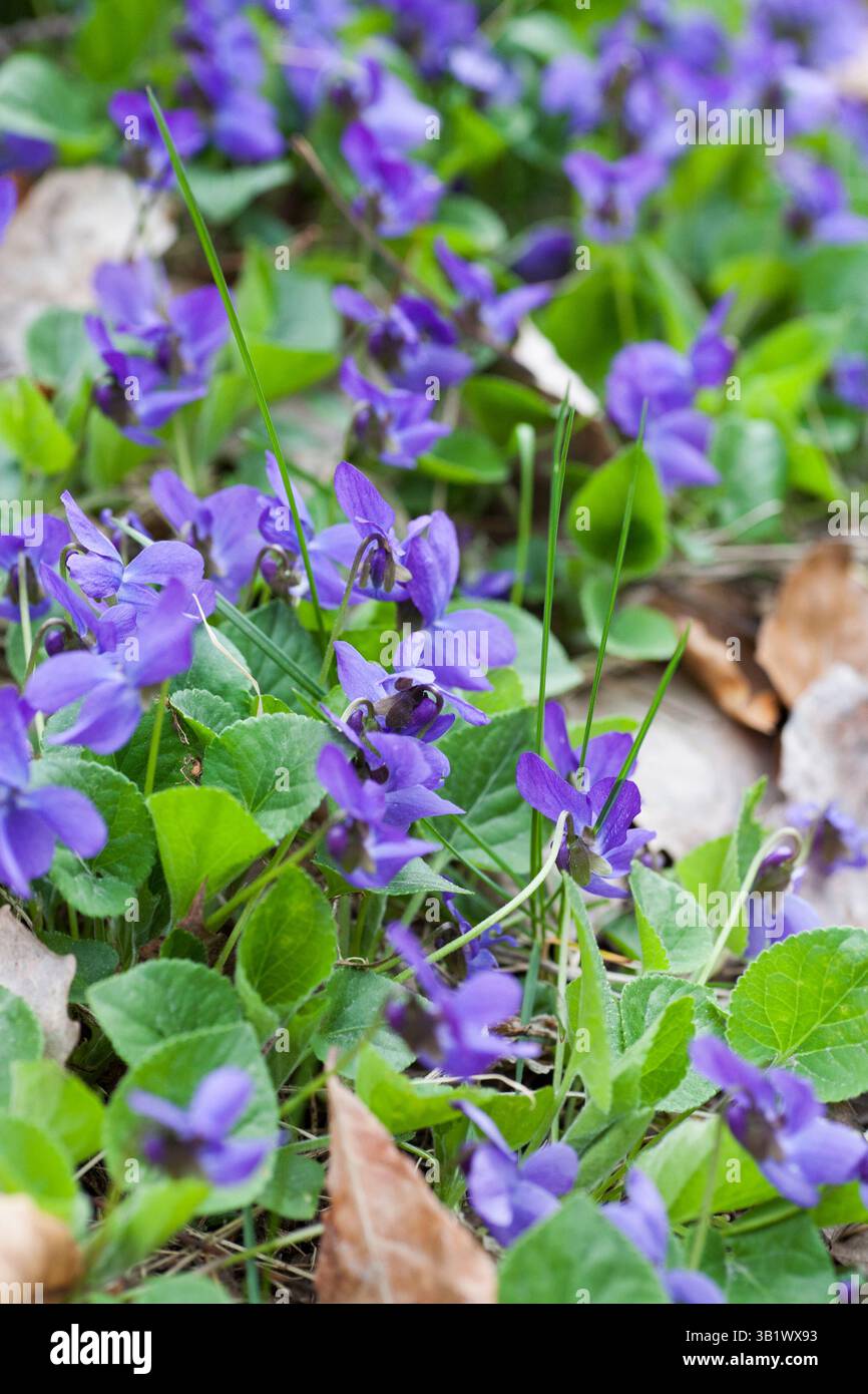 VIOLA ODORATA Holzviolett Stockfoto
