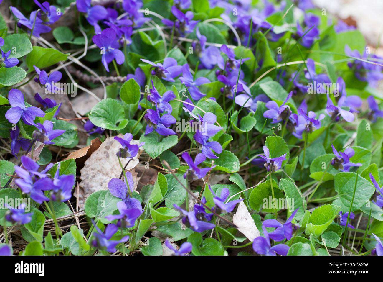 VIOLA ODORATA Holzviolett Stockfoto