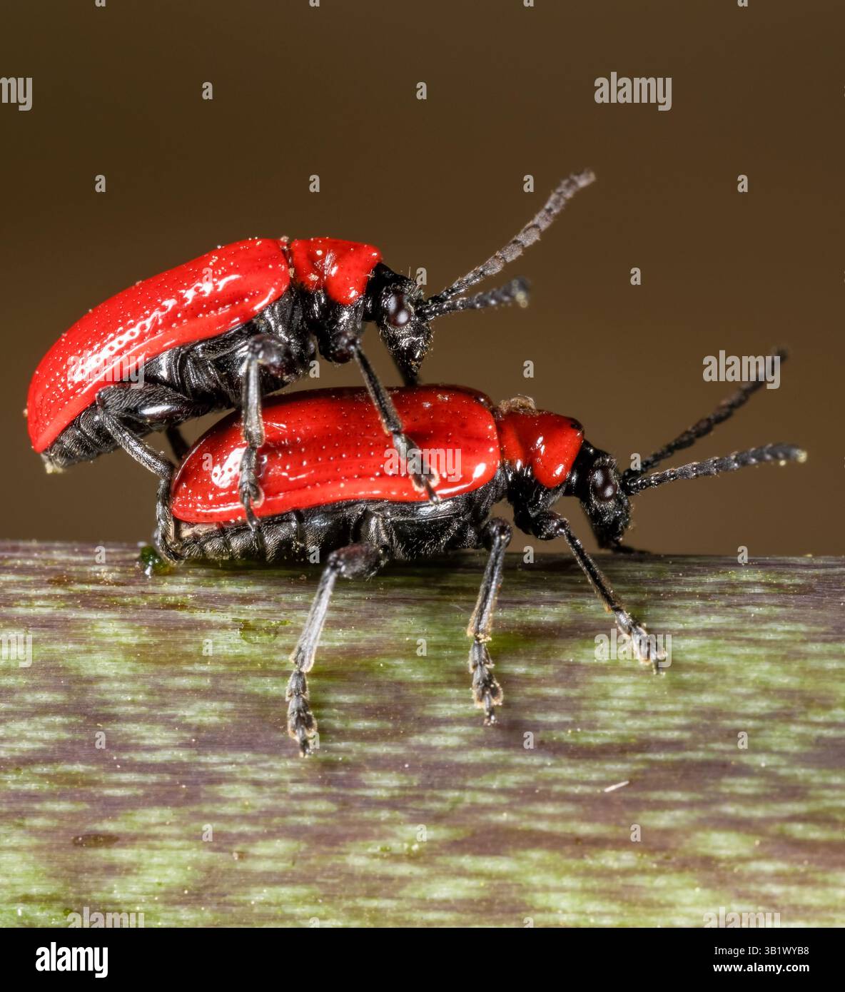 Makrobild von zwei Lilienkäfern in Paarungsposition. Der Lilienkäfer wird die Blätter der Lilienpflanze fressen und Eier um die Pflanze legen. Stockfoto