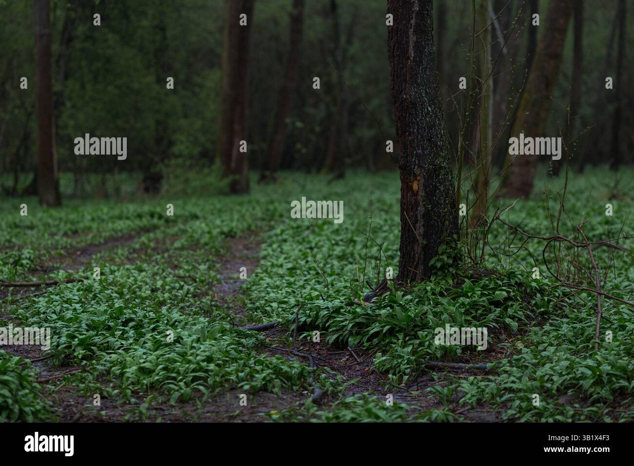Ein Wald in der Natur im Freien Stockfoto