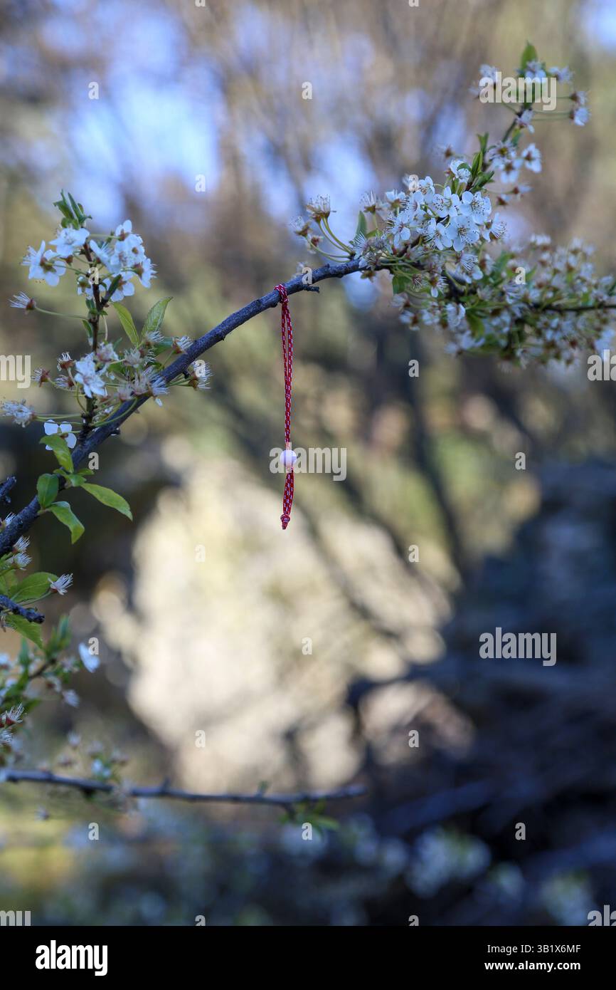 Ein weißes und rotes Martenitsa-Armband aus Wolle, das an blühenden Bäumen hängt, um Ihren Wünschen zu entsprechen. Stockfoto