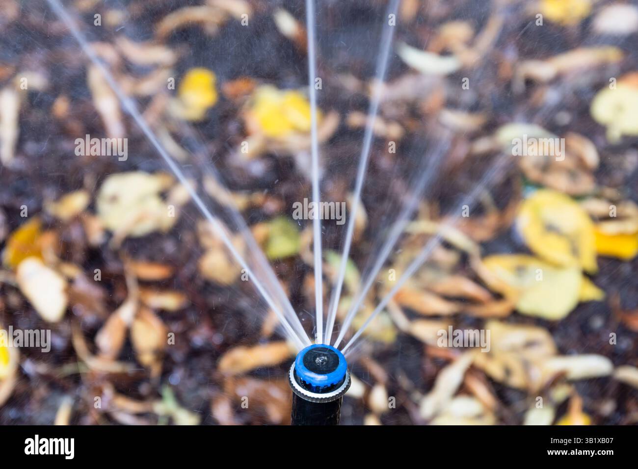 Automatische Sprinkleranlage, die während der Trockenzeit Wasser über Gartenboden sprüht, Bewässerung, Wassermanagement Stockfoto