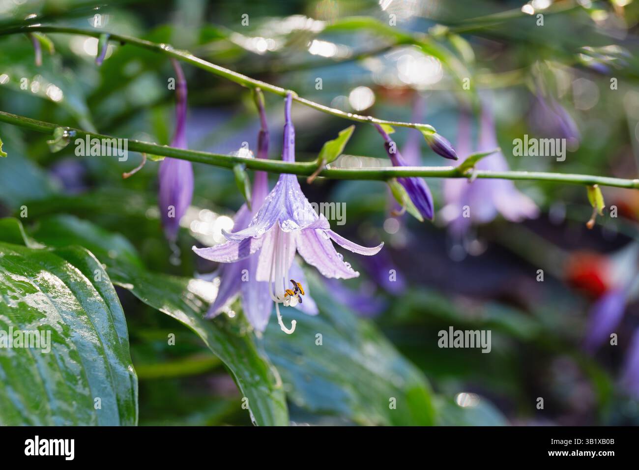 Lila blühende Hosta-Glockenblume, bedeckt mit frischem Morgentau unter weichem Sonnenlicht. Stockfoto