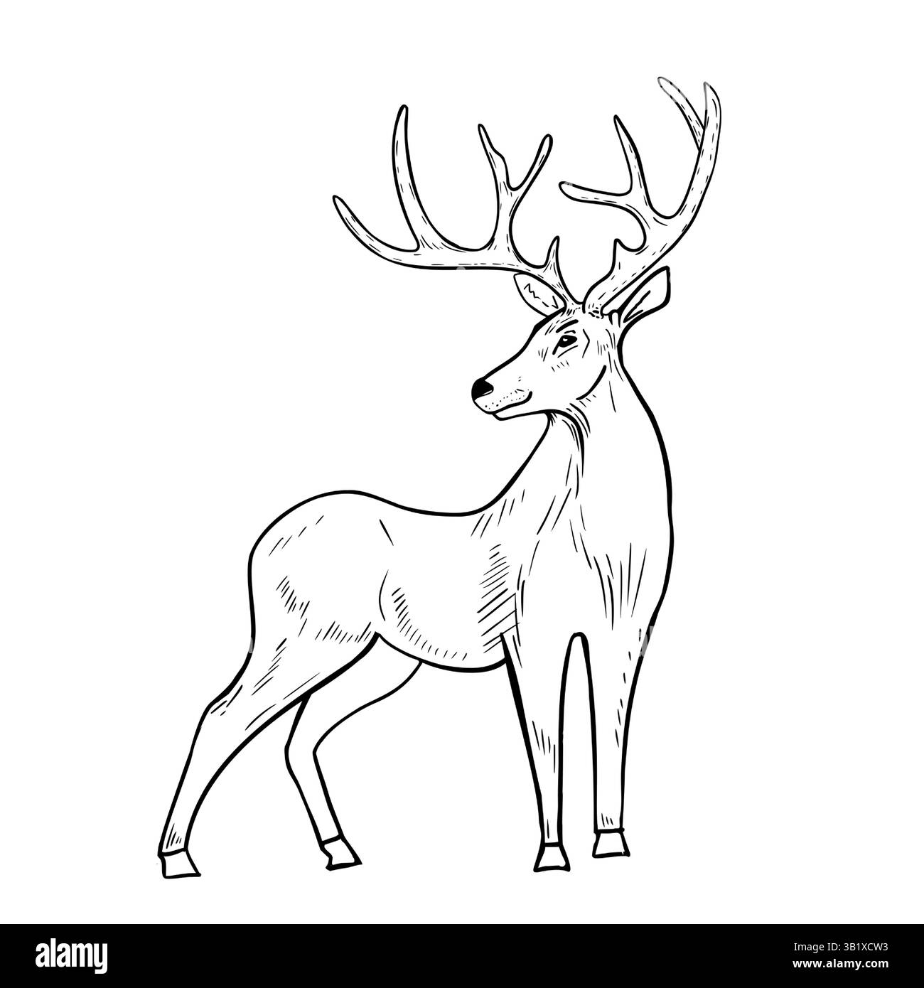 Rentier Hand gezeichnete schwarz-weiße Vektor-Illustration. Waldtierhirsch mit Geweih-Grafik für Winter- und Weihnachtsmotive. Wildhirsch Stock Vektor