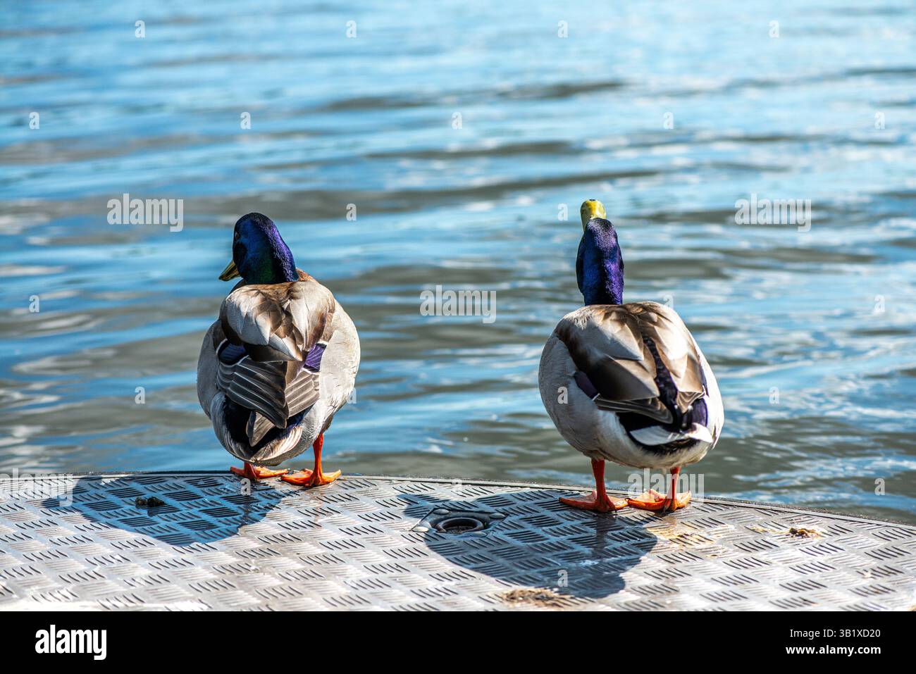 Ein lebendiges, detailliertes Foto, das eine grünköpfige Ente zeigt, wahrscheinlich eine männliche Stockente, die friedlich am Rand eines ruhigen Sees ruht. Muster, und die Stockfoto