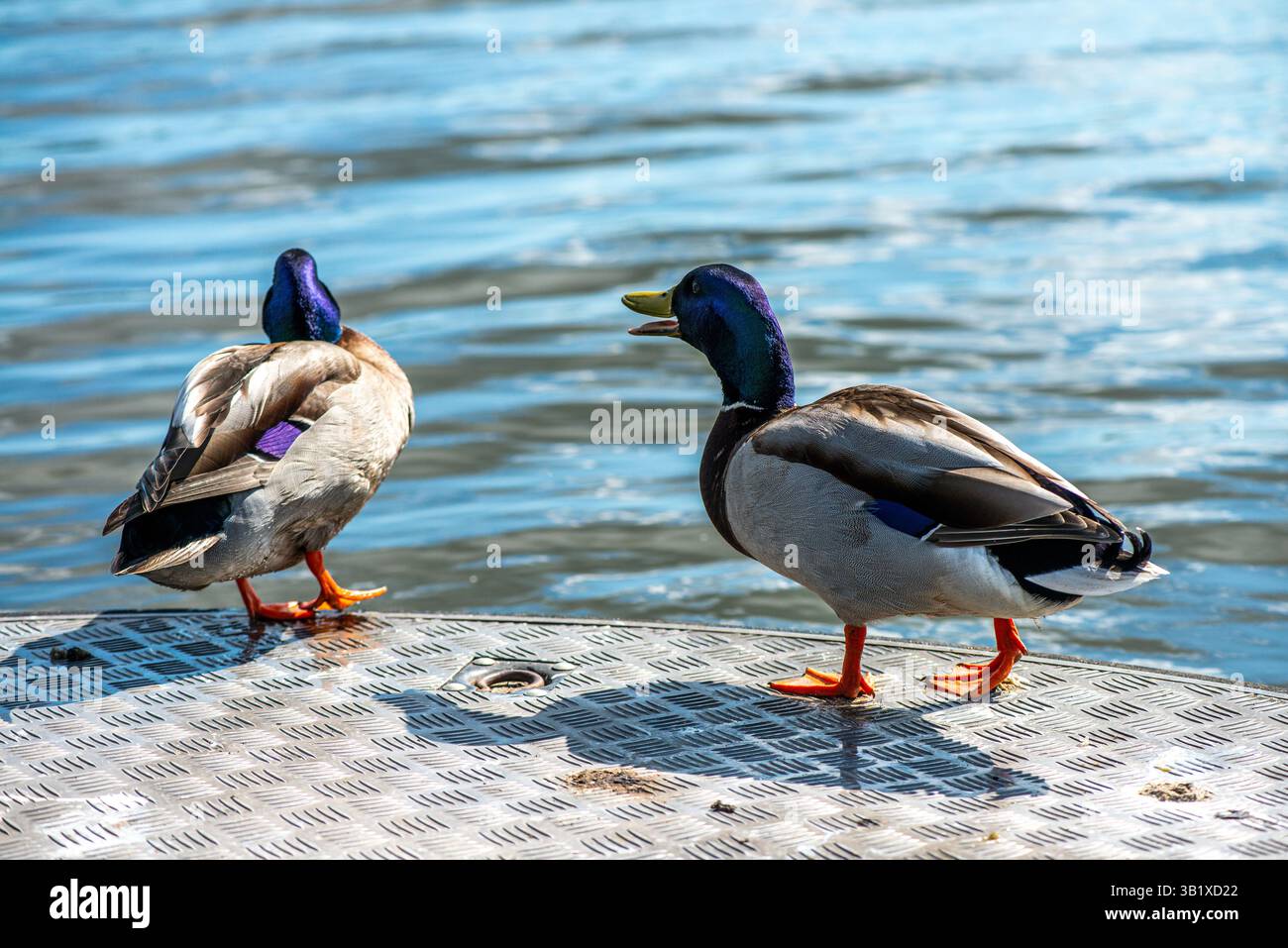 Ein lebendiges, detailliertes Foto, das eine grünköpfige Ente zeigt, wahrscheinlich eine männliche Stockente, die friedlich am Rand eines ruhigen Sees ruht. Muster, und die Stockfoto