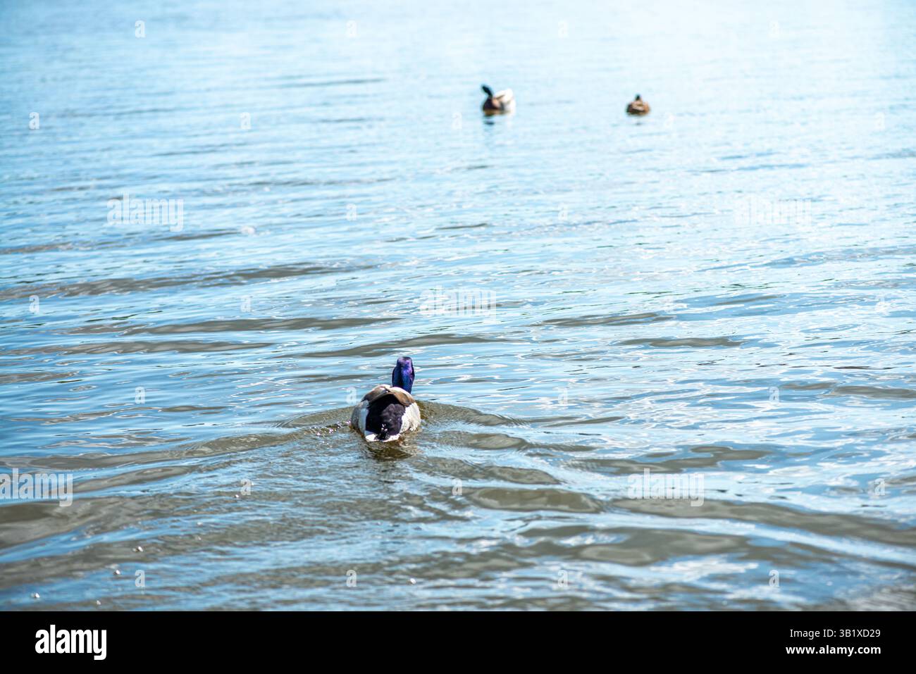 Ein lebendiges, detailliertes Foto, das eine grünköpfige Ente zeigt, wahrscheinlich eine männliche Stockente, die friedlich am Rand eines ruhigen Sees ruht. Muster, und die Stockfoto