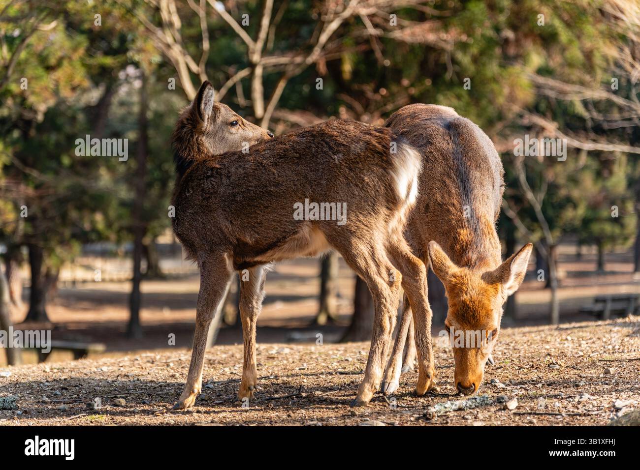 Nahaufnahme von Hirschen in den Wäldern an einem sonnigen Tag im Nara Park, Japan. Stockfoto
