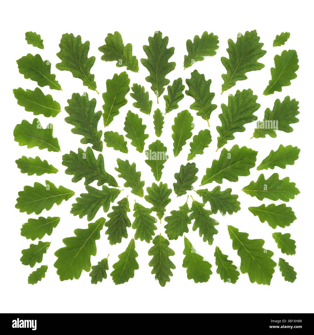 Grünes Blattdesign aus Eiche auf weißem Hintergrund. Abstrakt Druide und Umwelt speichern das Natursymbol Bäume für Logbuch oder Grußkarte. Stockfoto