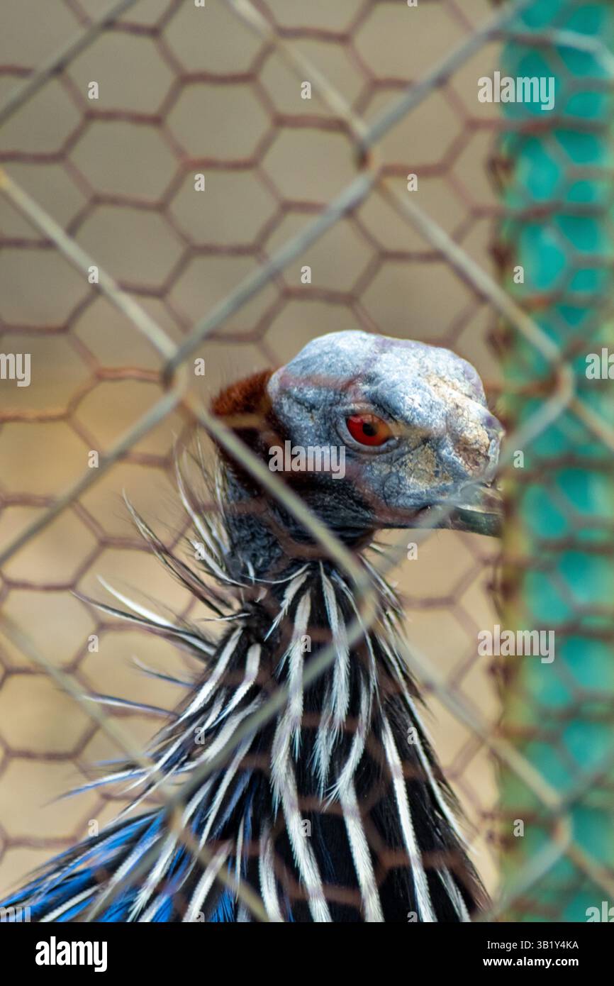 Detailliertes Porträt des vulturinen Guineafuhs mit einzigartigen Gesichtszügen und scharfem Blick Stockfoto