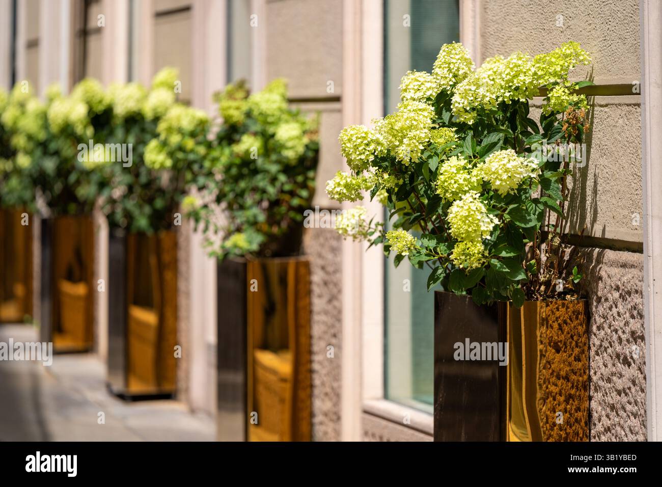 Üppig grüne Hortensie Blumen in goldenen Pflanzgefäßen entlang der Steinmauer Stockfoto