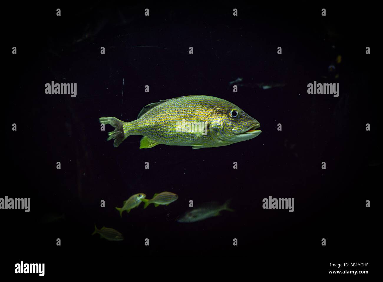 Georgia Aquarium, Atlanta, Georgia Stockfoto