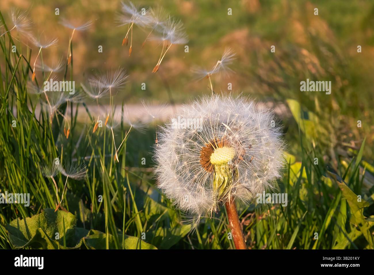 Eine Nahaufnahme einer Löwenzahn-Uhr. Der Wind hat es gefangen und einige der Samen weht weg. Stockfoto