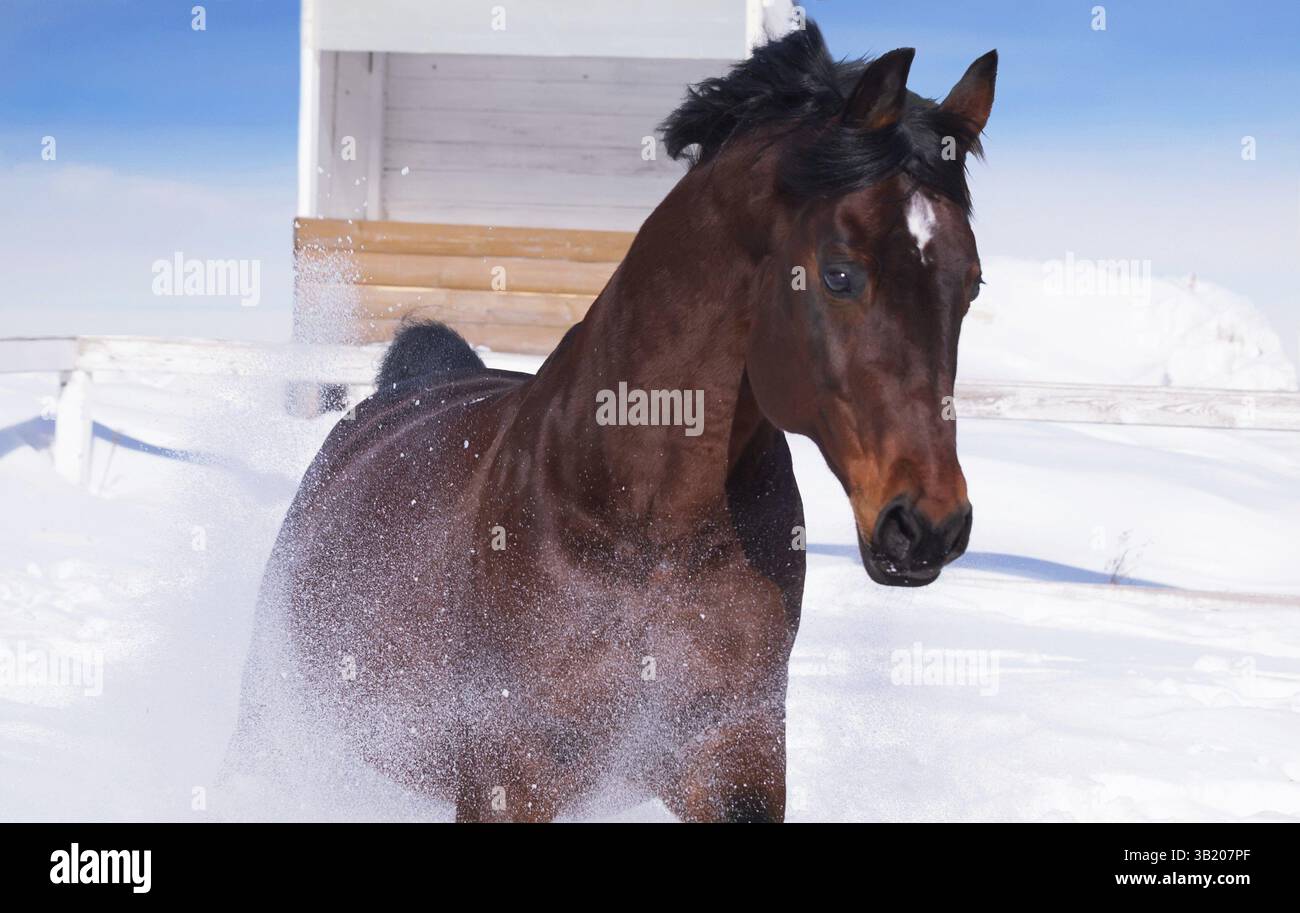 Bewegungsprofil eines galoppierenden schönen Pferdes. Winter Stockfoto