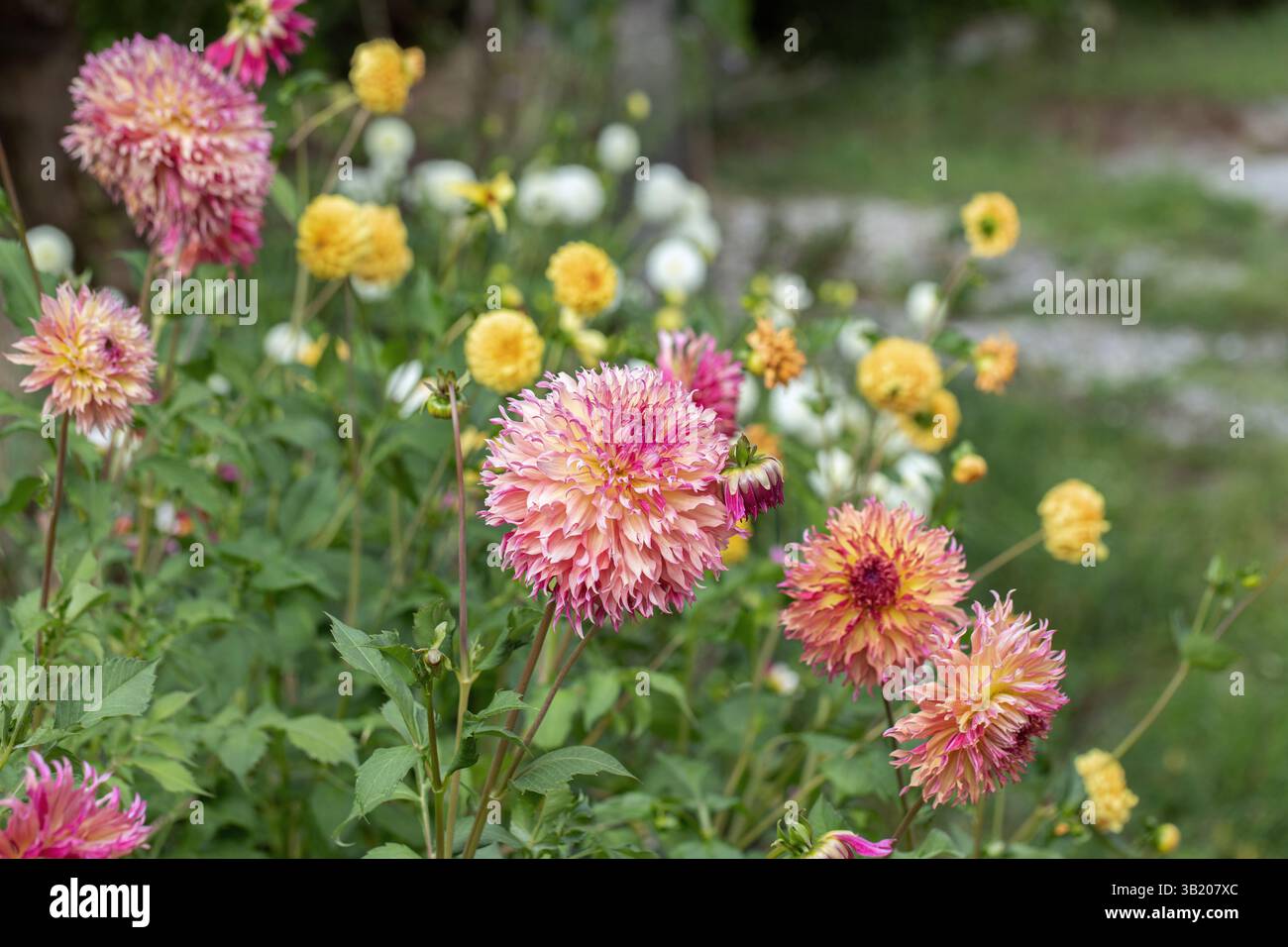 Gruppe der Dahlienblüten. Große Blumenköpfe einer fimbrierten Dahlie im Vordergrund. Kopierraum. Stockfoto