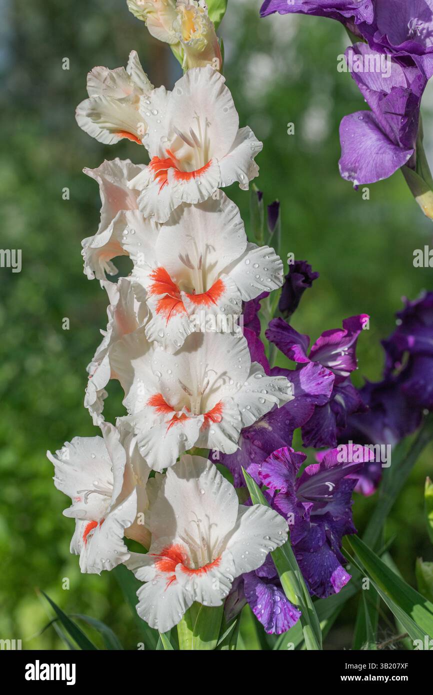 Weiße Gladiolusblüte. Stockfoto