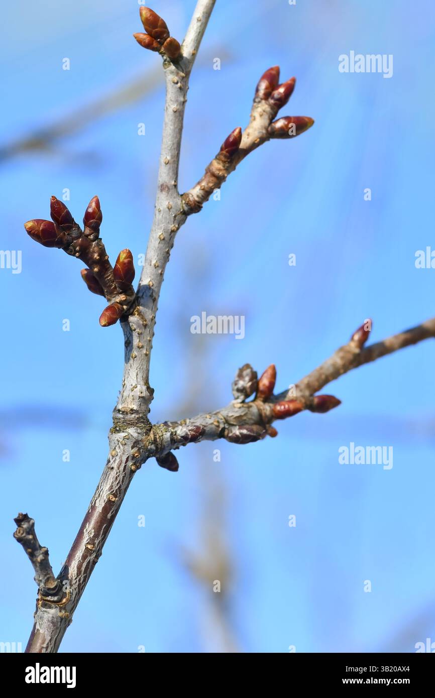 Frühe Frühlingsknospen auf Zweigen sonniges Tageslicht lebendige Bliue Himmel Sonnenstrahlen Hintergrund Stockfoto