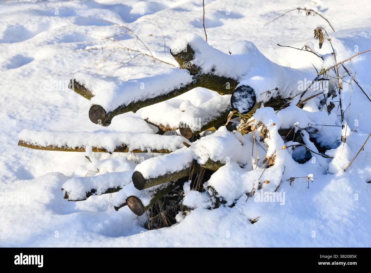 Sonniger Wintertag große Schneetreiben fällten Bäume Stumpf und Äste unter dem Schneehintergrund aus nächster Nähe Stockfoto