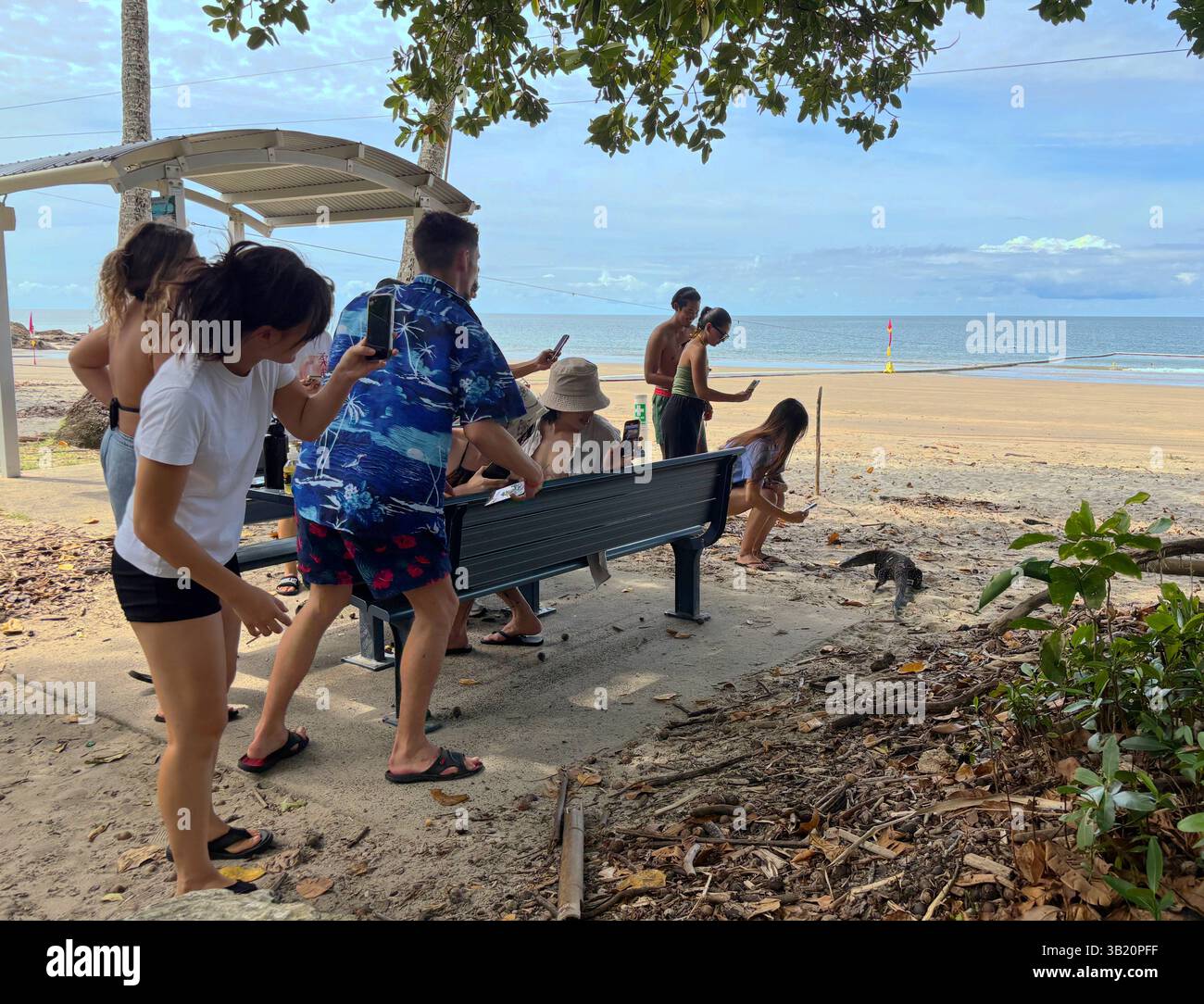 Backpacker-Touristen filmen aufgeregt eine große Goanna, die an ihrem Picknick in Etty Bay im Norden von Queensland, Australien, vorbeiläuft. Kein MR oder PR Stockfoto